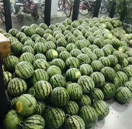 南农大学网红吃瓜事件,揭秘校园网络风波背后的真相