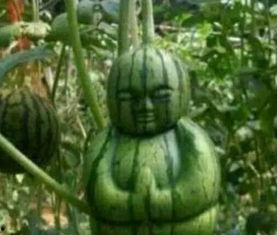 淄博网红吃瓜事件真相,揭秘背后真相与反思