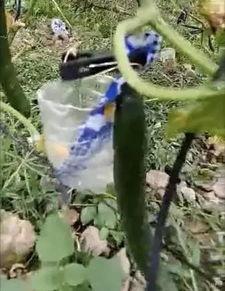 枣庄吃瓜网红事件真相,真相背后的网络风波