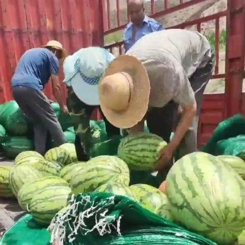 甘肃陇南网红吃瓜事件,一场网络舆论的发酵与反思