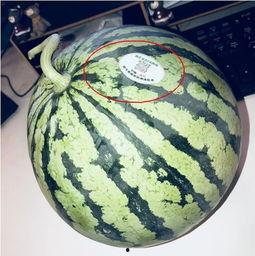 西宁网红吃瓜,一场美食与话题的盛宴