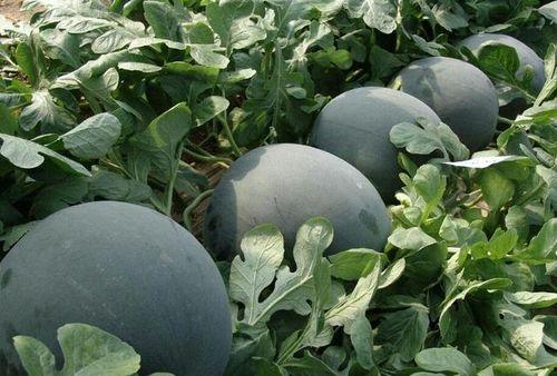 51黑瓜吃瓜网,揭秘娱乐圈最新热点，带你畅游八卦海洋